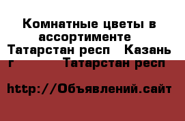 Комнатные цветы в ассортименте - Татарстан респ., Казань г.  »    . Татарстан респ.